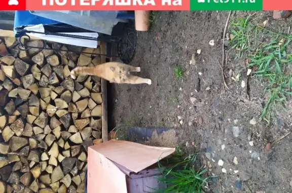 Найден рыжий котик в Иваново
