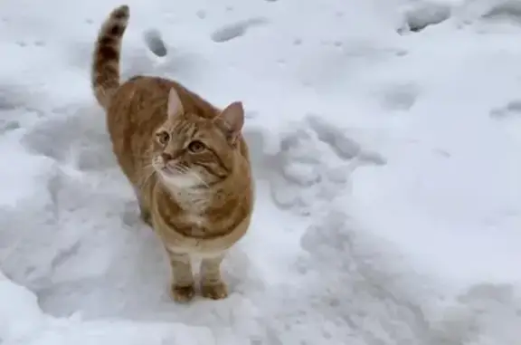 Пропала кошка Персей, 5 лет, рыжий, Архангельск