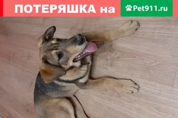 Найден щенок в парке Радуга, Вешняки, Москва