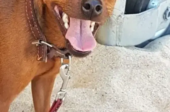 Пропала собака на Олимпийском, вознаграждение в Старом Осколе