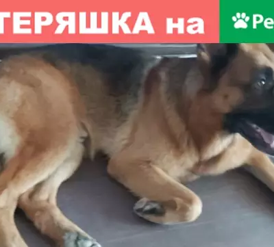 Найдена собака на Ленинградском шоссе в Москве