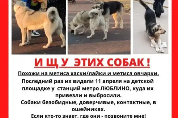 Пропала собака в Люблинском парке, вознаграждение!