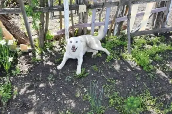 Найдена молодая белая собака в Демино и Холодногорском Ставрополе