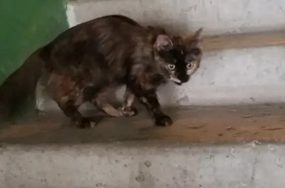 Найдена кошка на Московском проспекте, ищет хозяев
