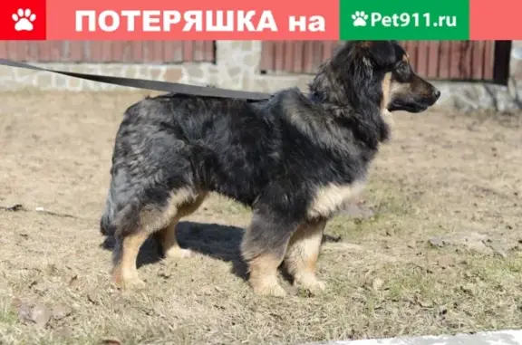 Пропала собака в Подольске с адресником и телефоном.