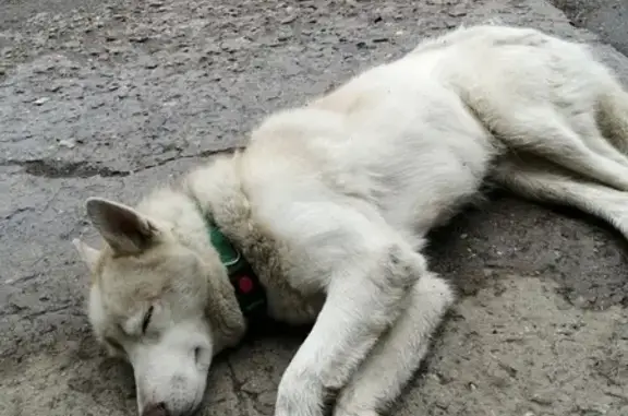 Собака найдена в районе аэропорта Шереметьево (Москва)