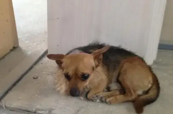 Найдена собака в Тосненском районе, Лен. область