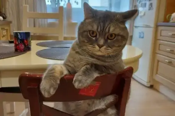 Кошки потеряшки, Ярославль, фото: Потеряшка кот Кекс, Дзержинского 6, Ярославль