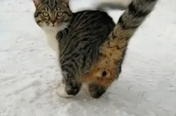 Пропал кот Нюрик в Барнауле, помогите!