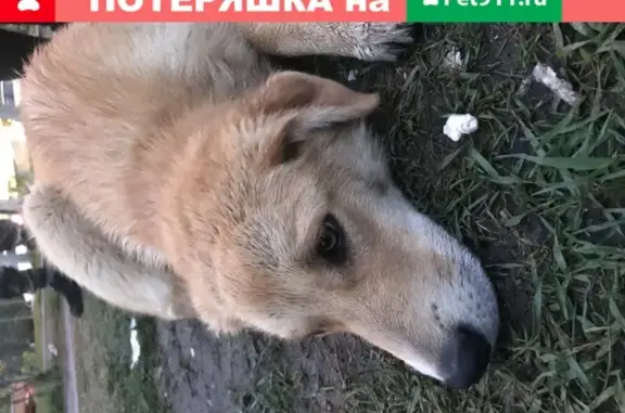 Найден домашний пес возле магазина в Железнодорожном, Балашиха
