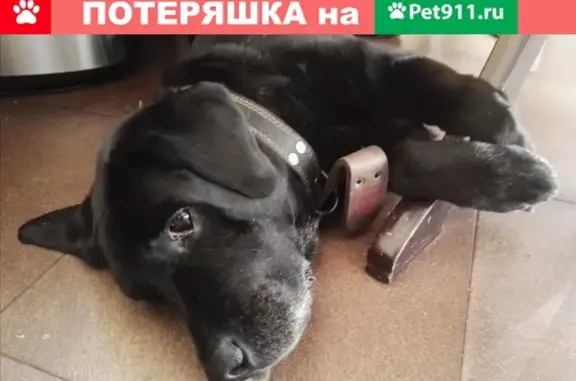 Пропала собака в Каринском, Звенигородский район: чёрный лабрадор, 16 лет.