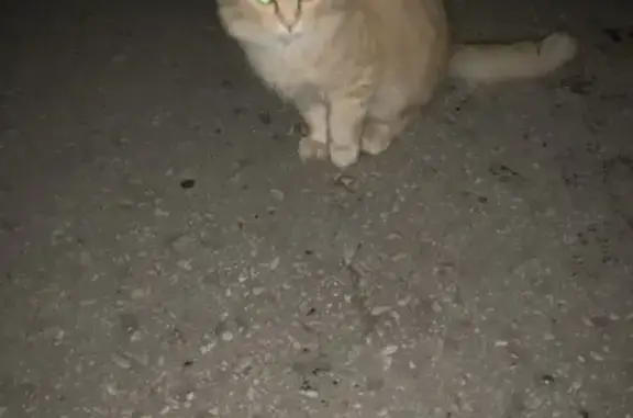 Рыжая кошка найдена в Саратове