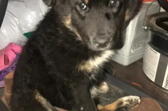 Собака с ошейником найдена в Солнечногорске