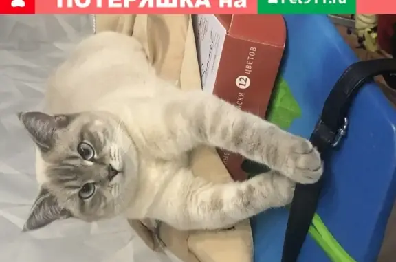 Кошки потеряшки, Набережные Челны, фото: Потеряшка кошка Мерлин в 47 комплексе, Набережные Челны