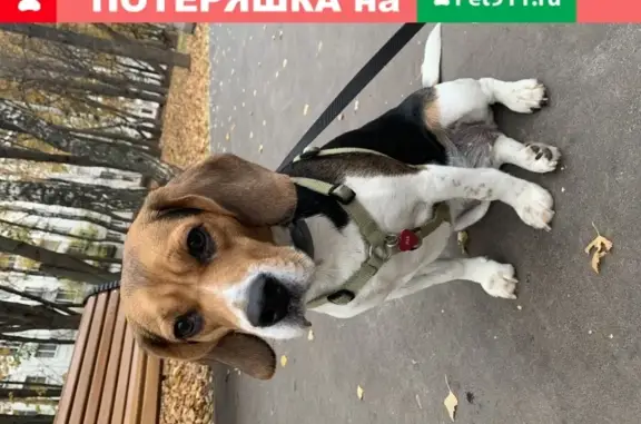 Пропала собака возле конноспортивного комплекса «Битца» в Москве