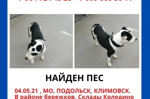 Собака в ошейнике: Подольск, Климовск.
