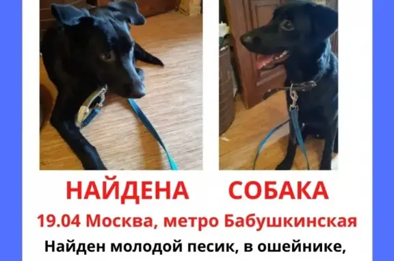 Найден щенок в Москве, метро Бабушкинская