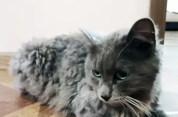 Найден молодой серый кот в районе Энергетиков, ищутся хозяева