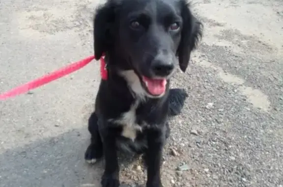 Найдена собака на ул. Мостовая, Томск