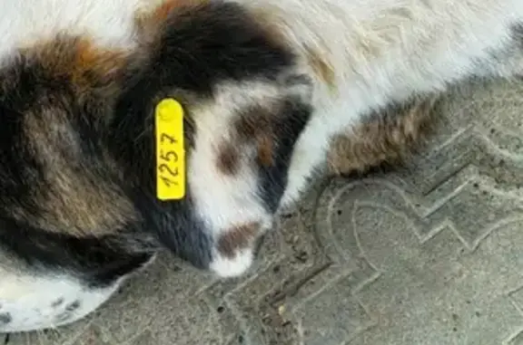 Найдена собака в Красноярском крае, Емельяновском районе