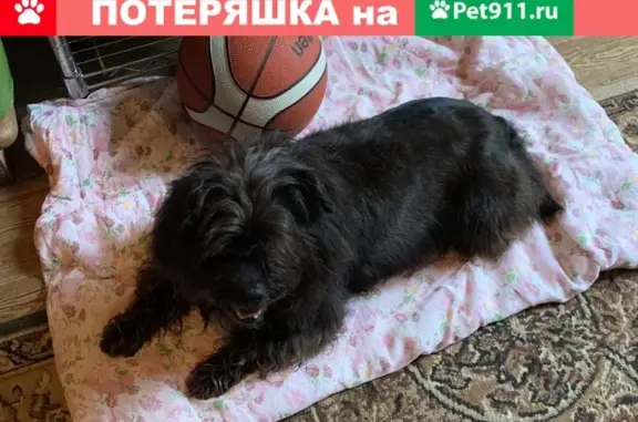 Найдена маленькая собака в д. Липки, Одинцовский район