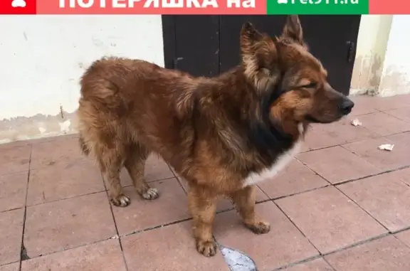 Обеспокоенный пёс ищет дом в Химках