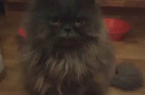 Кошки потеряшки, Ижевск, фото: Потеряшка кошка Мерсик в Ижевске