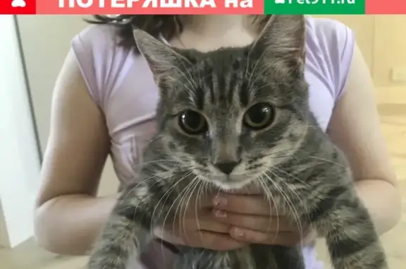 Пропала кошка в Москве!