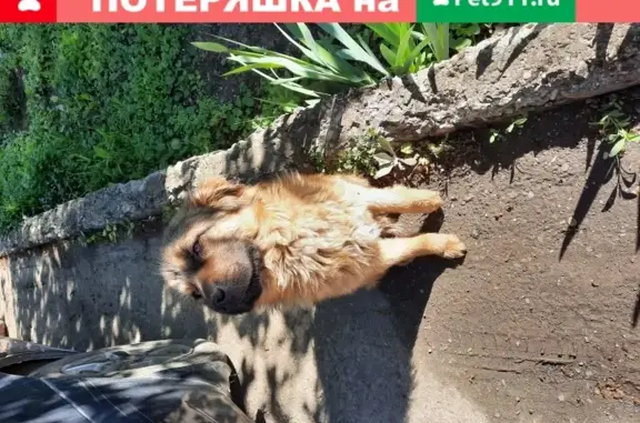 Собака Рыжего окраса найдена в Георгиевске.