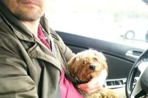 Пропала собака в Фили, Москва - Гудвин, йоркширский терьер