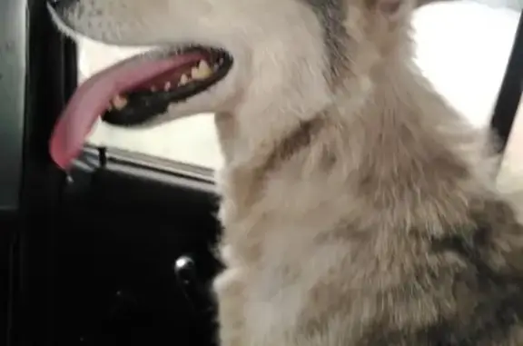 Найдена собака Хаски в Ивнянском районе Белгорода.