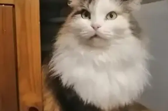 Потерянные животные Новосибирск, фото: Пропала трехцветная кошка в Новосибирске.