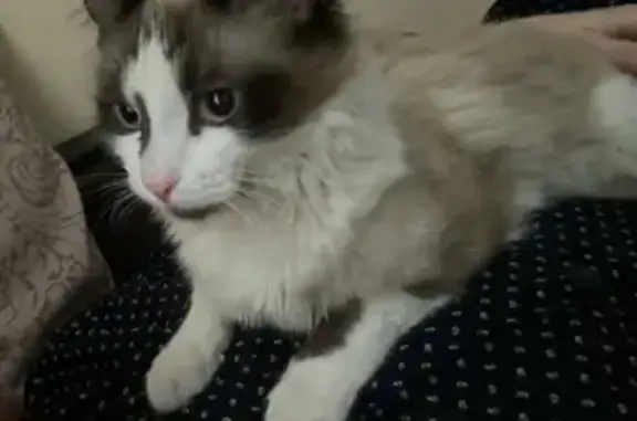 Пропала кошка Муссон с кисточками в Москве