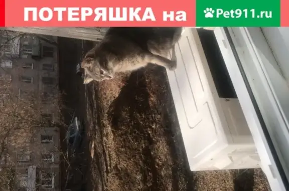 Пропал кот Степа в Щелково, вознаграждение гарантирую
