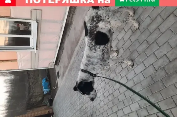 Пропала собака Туркменский алабай в Луге.