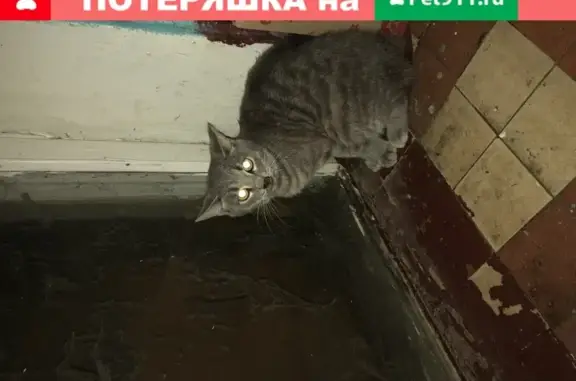 Найдена кошка на ул. Криворожская д15 в Москве