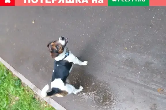 Пропала собака в парке Фили, Москва (ул. Минская)