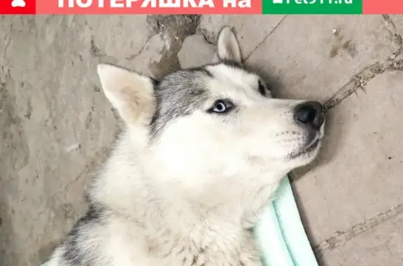 Собака на Дачной улице, Краснодар.