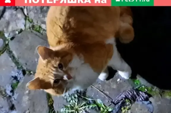 Найден рыжий кот в Хвойном садоводстве