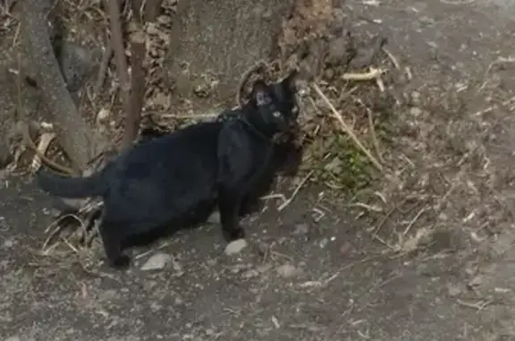 Пропала черная кошка с белым пятном в Томске.