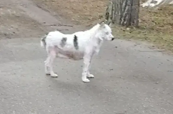 Найдена собака Хаски в Снегирах с демодекозом.