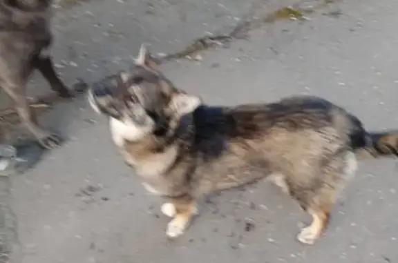 Найдена собака ищет хозяина на улице 50 лет Профсоюзов, Омск