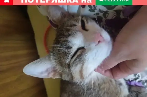 Найден домашний кот на ул. Савушкина, 23