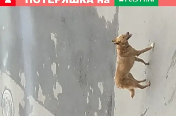 Собака на Волоколамском шоссе, Тушино
