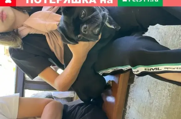 Собака найдена в парке Дендрарий, Сочи