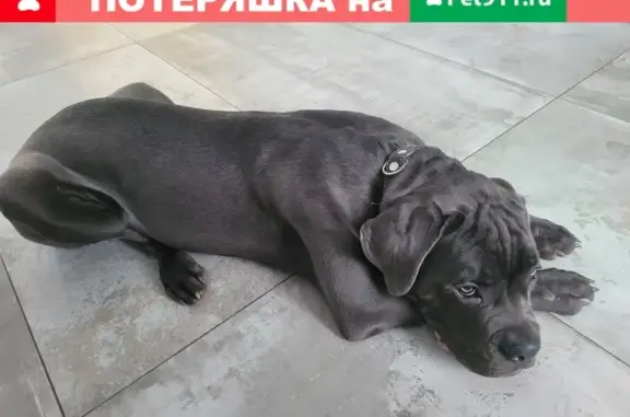 Собаки потеряшки, Новосибирск, фото: Потеряшка собака породы Кане-Корсо в п. ПАШИНО