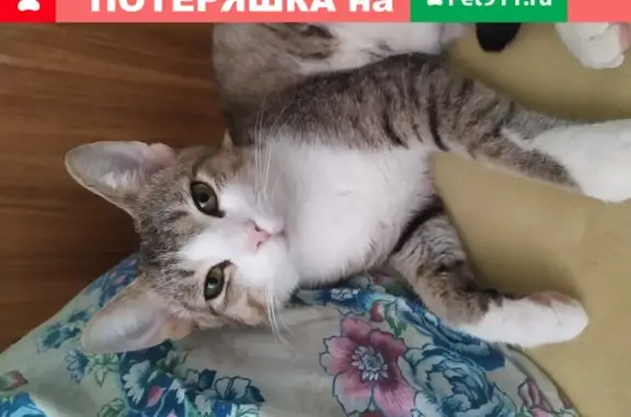 Найдена кошка на ул. Савушкина 23 в Астрахани