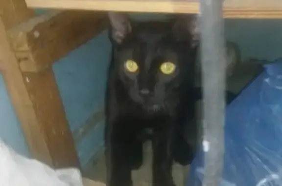 Пропала кошка Смурф в Костроме