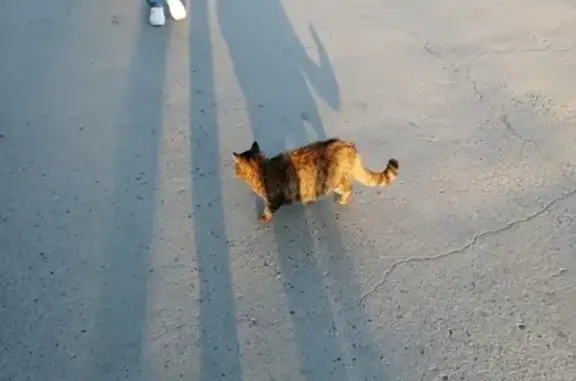 Найдена кошка на остановке в Тюмени