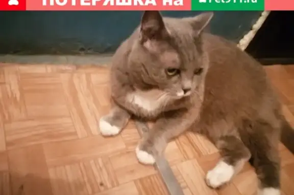 Найдена кошка на ул. Путилова, 5 в Омске